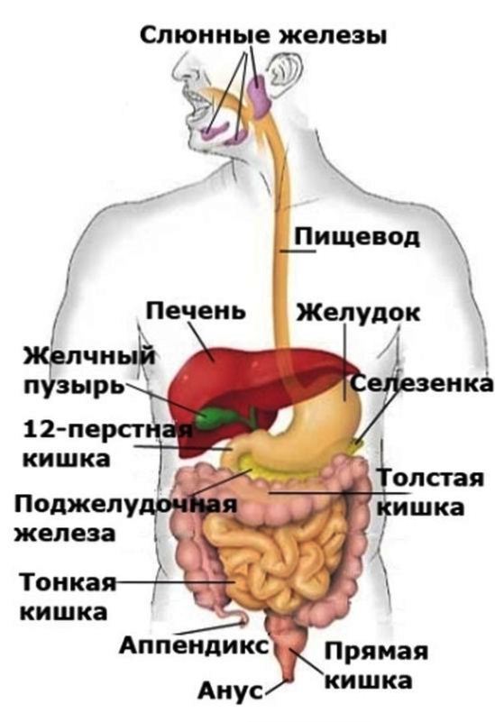 Как выглядит желудочно кишечный тракт человека фото