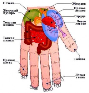 Стандарт системы соответствия на пальцах кисти